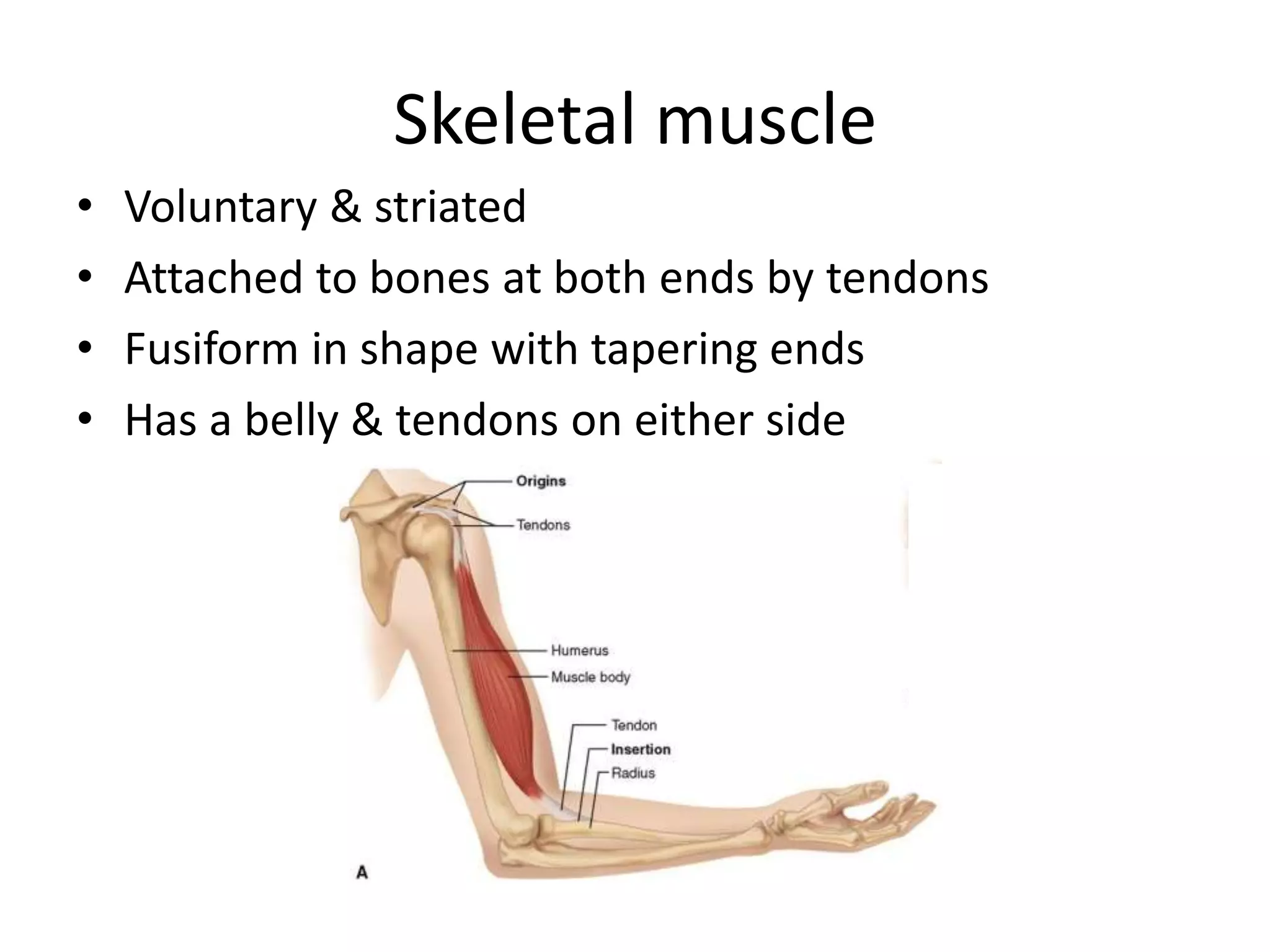 Muscle physiology | PPTX