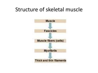Structure Of Skeletal Muscle Ppt