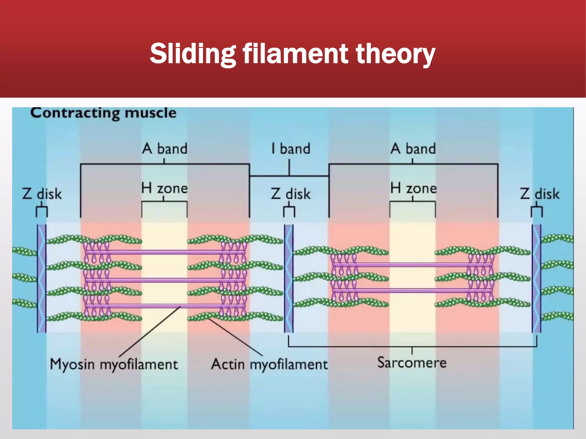 Muscle physiology| Muscle Contraction Mechanism | | PPTX