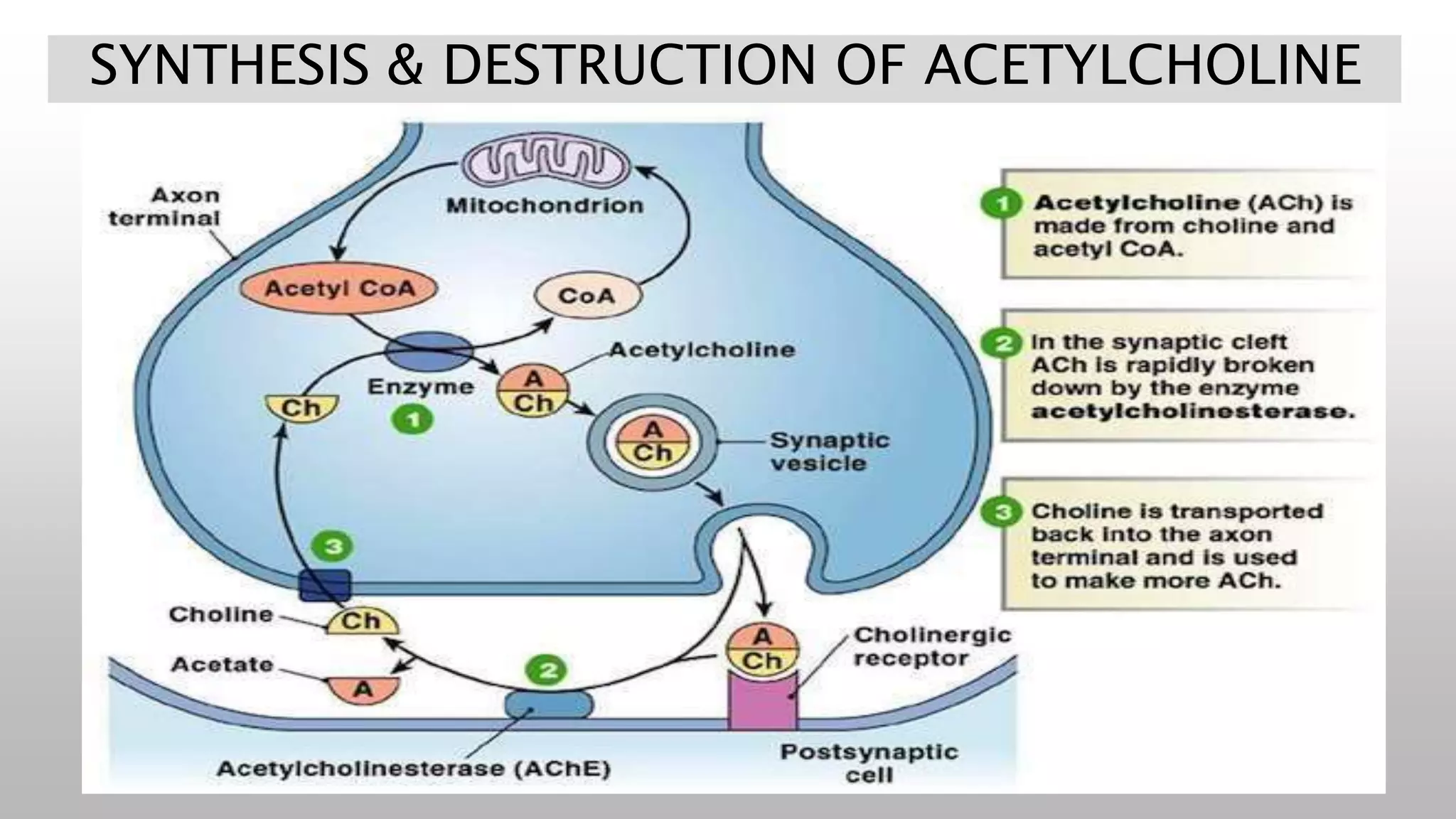 Muscle physiology | PPTX