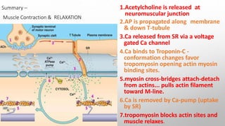 Muscle physiology | PPTX