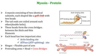 Myosin - Protein
 A myosin consisting of two identical
subunits, each shaped like a golf club with
two heads
 The tail ends are coiled around each
other(double helix).
 These heads form the cross bridges.
between the thick and thin
filaments
 Each head has two important sites
 Actin binding site
 ATPase (ATP-splitting) site
 Hinges – Flexible part of arm
 Protruding arms + Head = Cross Bridges
 