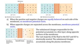 a) When the positive and negative charges are equally balanced on each side of the
membrane, no membrane potential exists.
b) When opposite charges are separated across the membrane, membrane potential
exists.
The unbalanced charges responsible for the
potential accumulate in a thin layer along opposite
surfaces of the membrane.
The vast majority of the fluid in the ECF and ICF is
electrically neutral. The unbalanced charges
accumulate along the plasma membrane.
 