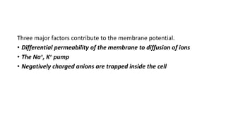 Three major factors contribute to the membrane potential.
• Differential permeability of the membrane to diffusion of ions
• The Na+, K+ pump
• Negatively charged anions are trapped inside the cell
 