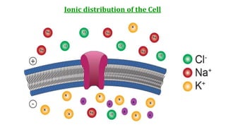 Ionic distribution of the Cell
 