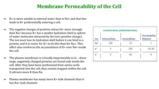 Membrane Permeability of the Cell
⇒ K+ is more soluble in internal water than is Na+ and that this
leads to K+ preferentially entering a cell.
⇒ The negative charges of proteins attract K+ more strongly
than Na+ because K+ has a smaller hydration shell (a sphere
of water molecules attracted by the ion’s positive charge).
The ion must lose its hydration shell before it can bind to a
protein, and it is easier for K+ to do this than for Na+. This
effect also reinforces the accumulation of K+ over Na+ inside
the cell.
⇒ The plasma membrane is virtually impermeable to A– , these
large, negatively charged proteins are found only inside the
cell. After they have been synthesized from amino acids
transported into the cell, they remain trapped within the cell.
It attracts more K than Na.
⇒ Plasma membrane has many more K+ leak channels than it
has Na+ leak channels
 