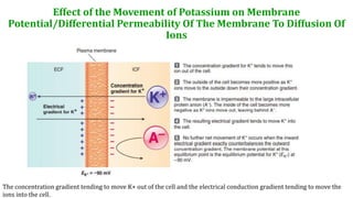 Effect of the Movement of Potassium on Membrane
Potential/Differential Permeability Of The Membrane To Diffusion Of
Ions
The concentration gradient tending to move K+ out of the cell and the electrical conduction gradient tending to move the
ions into the cell.
 