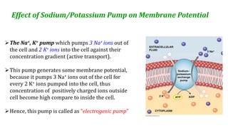 Effect of Sodium/Potassium Pump on Membrane Potential
The Na+, K+ pump which pumps 3 Na+ ions out of
the cell and 2 K+ ions into the cell against their
concentration gradient (active transport).
This pump generates some membrane potential,
because it pumps 3 Na+ ions out of the cell for
every 2 K+ ions pumped into the cell, thus
concentration of positively charged ions outside
cell become high compare to inside the cell.
Hence, this pump is called as “electrogenic pump”
 