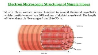 Electron Microscopic Structures of Muscle Fibres
Muscle fibres contain several hundred to several thousand myofibrils
which constitute more than 80% volume of skeletal muscle cell. The length
of skeletal muscle fibre ranges from 10 to 30cm.
 
