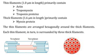 Thin filaments (1.0 μm in length) primarily contain
 Actin
 Tropomyosin
 Troponin proteins
Thick filaments (1.6 μm in length )primarily contain
 Myosin protein
The thin filaments are arranged hexagonally around the thick filaments.
Each thin filament, in turn, is surrounded by three thick filaments.
 