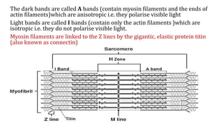 The dark bands are called A bands (contain myosin filaments and the ends of
actin filaments)which are anisotropic i.e. they polarise visible light
Light bands are called I bands (contain only the actin filaments )which are
isotropic i.e. they do not polarise visible light.
Myosin filaments are linked to the Z lines by the gigantic, elastic protein titin
(also known as connectin)
 