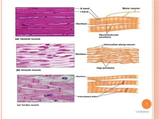 Pr Muscle Muscle physiology power point presenation.pptx