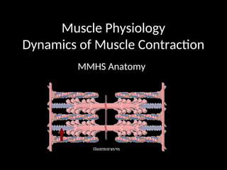 Muscle Physiology
Dynamics of Muscle Contraction
MMHS Anatomy
 