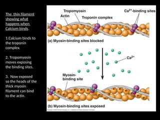 The thin filament
showing what
happens when
Calcium binds.
1.Calcium binds to
the troponin
complex.
2. Tropomyosin
moves exposing
the binding sites.
3. Now exposed
so the heads of the
thick myosin
filament can bind
to the actin.
 