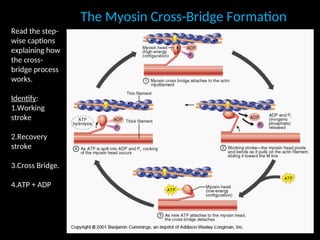 The Myosin Cross-Bridge Formation
The Myosin Cross-Bridge Formation
Read the step-
wise captions
explaining how
the cross-
bridge process
works.
Identify:
1.Working
stroke
2.Recovery
stroke
3.Cross Bridge.
4.ATP + ADP
 