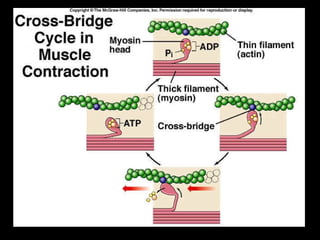Muscle Physiology A level Biology Powerpoint Edexcel A