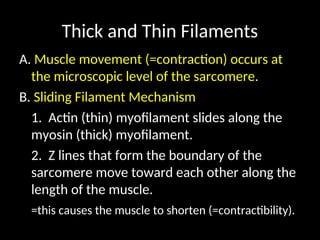 Thick and Thin Filaments
A. Muscle movement (=contraction) occurs at
the microscopic level of the sarcomere.
B. Sliding Filament Mechanism
1. Actin (thin) myofilament slides along the
myosin (thick) myofilament.
2. Z lines that form the boundary of the
sarcomere move toward each other along the
length of the muscle.
=this causes the muscle to shorten (=contractibility).
 