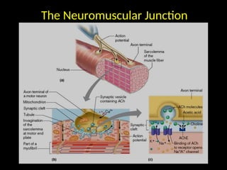 The Neuromuscular Junction
The Neuromuscular Junction
 
