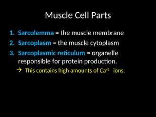 Muscle Cell Parts
1. Sarcolemma = the muscle membrane
2. Sarcoplasm = the muscle cytoplasm
3.
3. Sarcoplasmic reticulum
Sarcoplasmic reticulum = organelle
responsible for protein production.
 This contains high amounts of Ca+2
ions.
 
