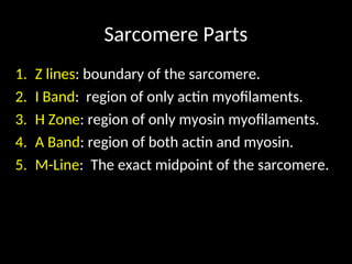 Sarcomere Parts
1. Z lines: boundary of the sarcomere.
2. I Band: region of only actin myofilaments.
3. H Zone: region of only myosin myofilaments.
4. A Band: region of both actin and myosin.
5. M-Line: The exact midpoint of the sarcomere.
 