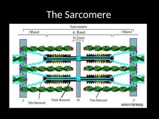 The Sarcomere
 