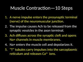 Muscle Contraction—10 Steps
1. A nerve impulse enters the presynaptic terminal
(nerve) of the neuromuscular junction.
2. The impulse causes Ach to be released from the
synaptic vessicles in the axon terminal.
3. Ach diffuses across the synaptic cleft and opens
Na+ channels in muscle membranes.
4. Na+ enters the muscle cell and depolarizes it.
5. “T” tubules carry impulses into the sarcoplasmic
reticulum and releases Ca2+
ions.
 