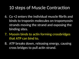 10 steps of Muscle Contraction
6. Ca +2 enters the individual muscle fibrils and
binds to troponin molecules on tropomyosin
strands moving the strand and exposing the
binding sites.
7. Myosin binds to actin forming crossbridges
that ATP can bind to.
8. ATP breaks down, releasing energy, causing
cross bridges to pull actin strand.
 