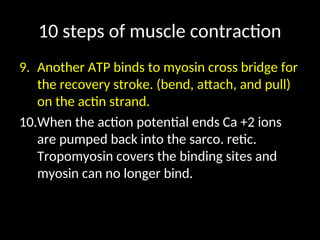 10 steps of muscle contraction
9. Another ATP binds to myosin cross bridge for
the recovery stroke. (bend, attach, and pull)
on the actin strand.
10.When the action potential ends Ca +2 ions
are pumped back into the sarco. retic.
Tropomyosin covers the binding sites and
myosin can no longer bind.
 