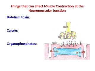 Muscle Physiology power point presentation.pptx