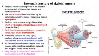 Muscule Cell Inside MUSCLE PHYSIOLOGY for medical students 2 | PPTX