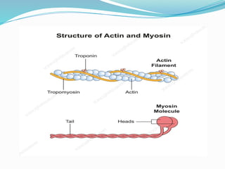 Comprehensive Overview of Muscle Physiology and Contraction Mechanisms ...