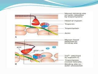 Comprehensive Overview of Muscle Physiology and Contraction Mechanisms ...