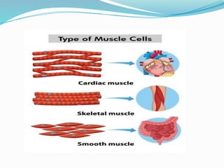 Comprehensive Overview of Muscle Physiology and Contraction Mechanisms ...