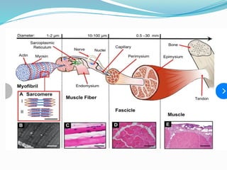 Comprehensive Overview of Muscle Physiology and Contraction Mechanisms ...