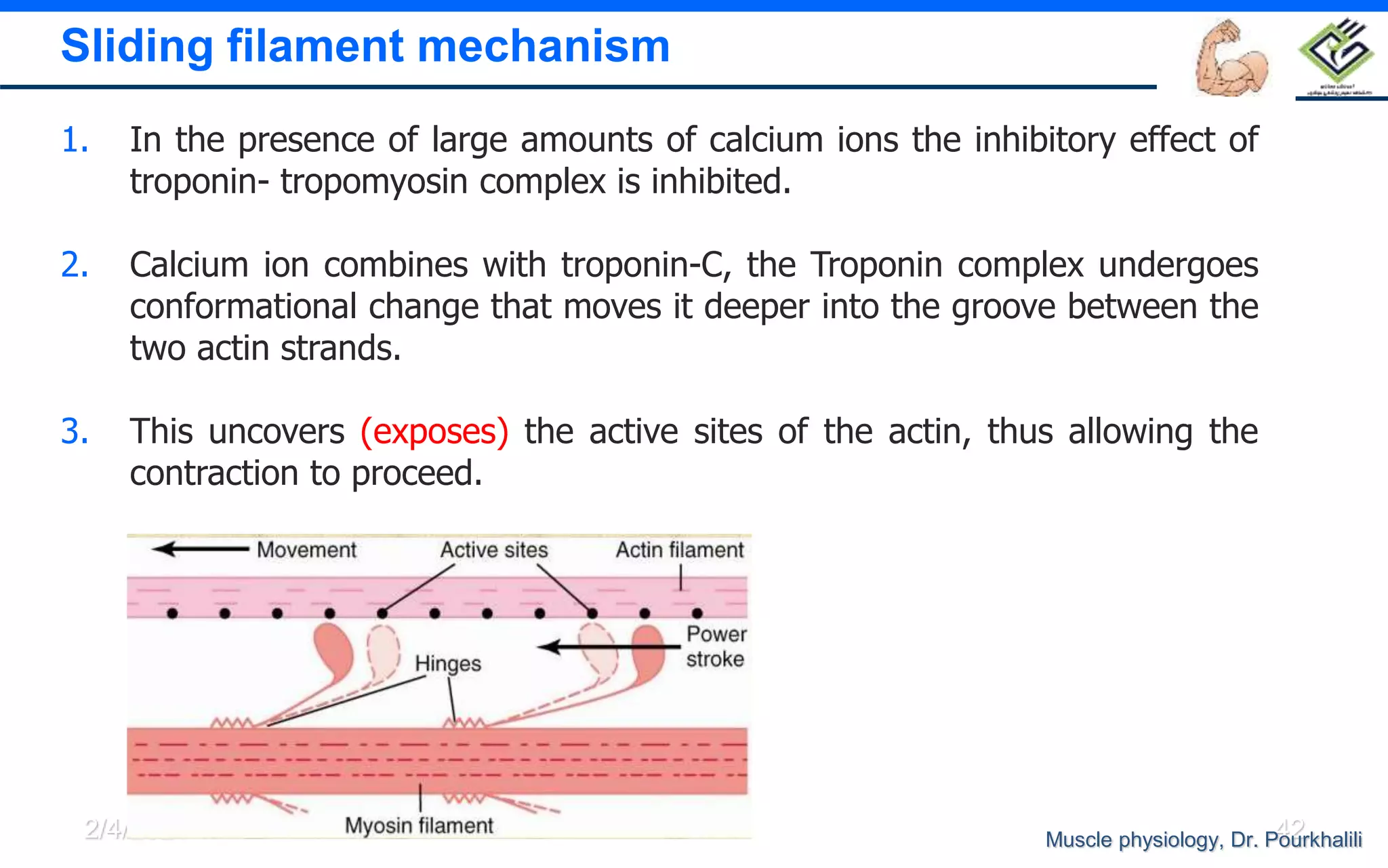 Muscle physiology skeletal muscle | PPTX