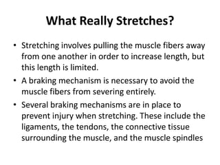What Really Stretches?
• Stretching involves pulling the muscle fibers away
  from one another in order to increase length, but
  this length is limited.
• A braking mechanism is necessary to avoid the
  muscle fibers from severing entirely.
• Several braking mechanisms are in place to
  prevent injury when stretching. These include the
  ligaments, the tendons, the connective tissue
  surrounding the muscle, and the muscle spindles
 