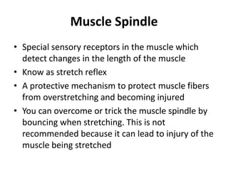 Muscle Spindle
• Special sensory receptors in the muscle which
  detect changes in the length of the muscle
• Know as stretch reflex
• A protective mechanism to protect muscle fibers
  from overstretching and becoming injured
• You can overcome or trick the muscle spindle by
  bouncing when stretching. This is not
  recommended because it can lead to injury of the
  muscle being stretched
 