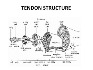 TENDON STRUCTURE
 