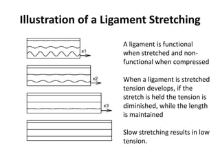 Illustration of a Ligament Stretching
                     A ligament is functional
                     when stretched and non-
                     functional when compressed

                     When a ligament is stretched
                     tension develops, if the
                     stretch is held the tension is
                     diminished, while the length
                     is maintained

                     Slow stretching results in low
                     tension.
 