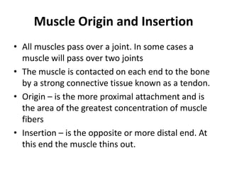 Muscle Origin and Insertion
• All muscles pass over a joint. In some cases a
  muscle will pass over two joints
• The muscle is contacted on each end to the bone
  by a strong connective tissue known as a tendon.
• Origin – is the more proximal attachment and is
  the area of the greatest concentration of muscle
  fibers
• Insertion – is the opposite or more distal end. At
  this end the muscle thins out.
 