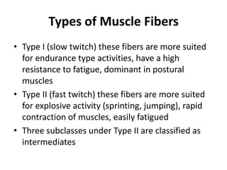 Types of Muscle Fibers
• Type I (slow twitch) these fibers are more suited
  for endurance type activities, have a high
  resistance to fatigue, dominant in postural
  muscles
• Type II (fast twitch) these fibers are more suited
  for explosive activity (sprinting, jumping), rapid
  contraction of muscles, easily fatigued
• Three subclasses under Type II are classified as
  intermediates
 