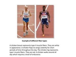 Example of different fiber types

A chicken breast represents type II muscle fibers. They are white
in appearance. A chicken flaps its wings violently for short
periods of time throughout the day. The chicken leg represents
type I muscle fibers. They are red. A chicken walks around all
day which requires a level of endurance.
 