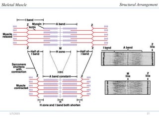 Comprehensive Overview of Skeletal Muscle Physiology and Function | PDF