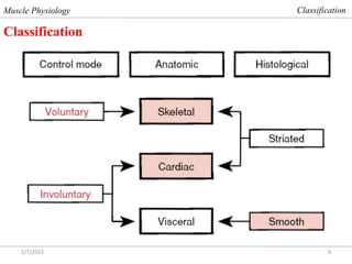 Comprehensive Overview of Skeletal Muscle Physiology and Function | PDF
