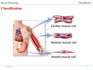 Comprehensive Overview of Skeletal Muscle Physiology and Function | PDF