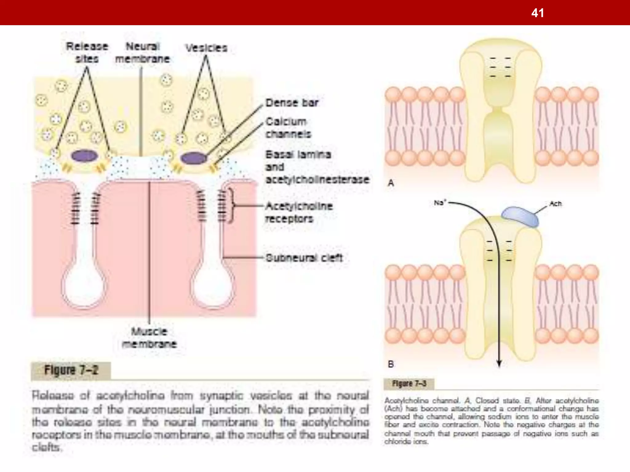 Muscle physiology and muscles of facial expressions & mastication | PPTX