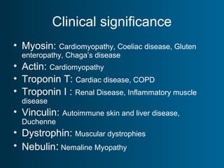 Clinical significance
• Myosin: Cardiomyopathy, Coeliac disease, Gluten
enteropathy, Chaga’s disease
• Actin: Cardiomyopathy
• Troponin T: Cardiac disease, COPD
• Troponin I : Renal Disease, Inflammatory muscle
disease
• Vinculin: Autoimmune skin and liver disease,
Duchenne
• Dystrophin: Muscular dystrophies
• Nebulin: Nemaline Myopathy
 