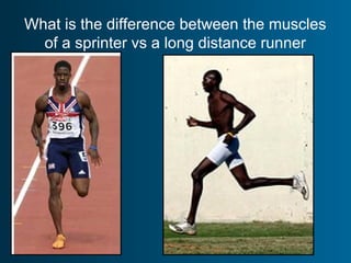 What is the difference between the muscles
of a sprinter vs a long distance runner
 