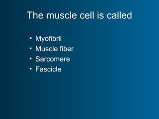 The muscle cell is called
• Myofibril
• Muscle fiber
• Sarcomere
• Fascicle
 