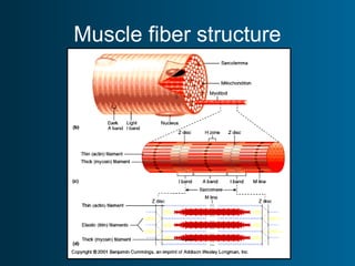 Muscle fiber structure
 
